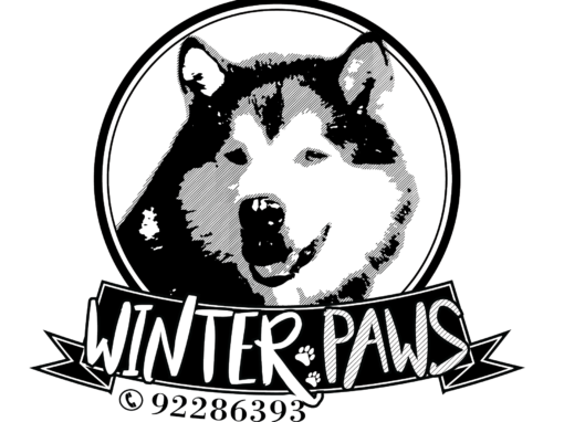 Winter Paws